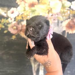 Baylee - Black female Chinese Shar-Pei puppy in Lehigh Acres, Florida from Florida Wrinkles