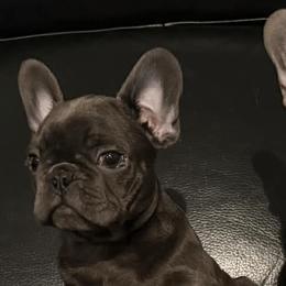 Sweet pea - Blue male French Bulldog puppy in Spanaway, Washington from PNW Bigfoot Bullies