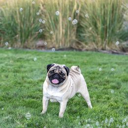 Oaks - Pug