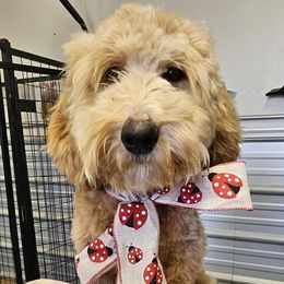 Girl 3 lavender girl - Goldendoodle puppy in Schertz, Texas from Kat's Teddydoodles