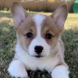 Boy 3 - Pembroke Welsh Corgi puppy from Belo Star Corgis
