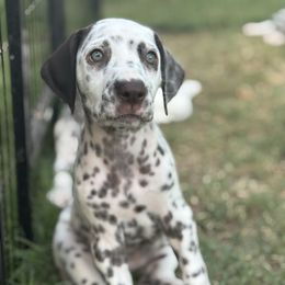 Lily Lua Baer hearing tested - White and liver brown female Dalmatian puppy in Arlington, Texas from Glasscock Dalmatians