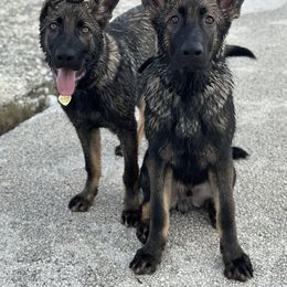 German Shepherd Puppies from Key Star German Shepherds