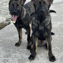 German Shepherd Puppies from Key Star German Shepherds