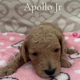 Boy 1- Apollo Jr - Apricot male Poodle puppy in St Augustine, Florida from St Augustine Poodles