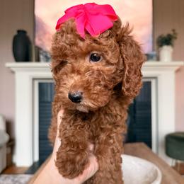 Cinnamon - Red  female Goldendoodle puppy in Sacramento, California from GoldenDoodle Love