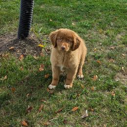 Girl 2 - Red female Nova Scotia Duck Tolling Retriever puppy in Tom's Brook, Virginia from tollers