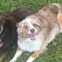Miniature Australian Shepherds from Frazier Fluff & CO.