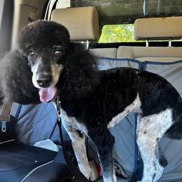 Leia - Parti female Poodle puppy in Roseville, California from Lipscomb Doodles