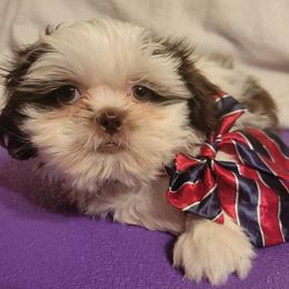 Merlin - Liver and white male Shih Tzu puppy in Parma, Ohio from D's DeVine Shih-Tzu