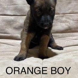 Orange - Fawn male Belgian Malinois puppy in Mexia, Texas from New Hope Malinois