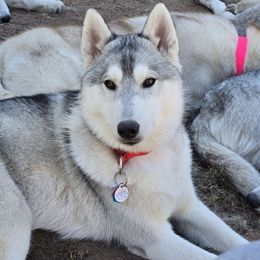 Sassy - Red Collar - Gray and white female Siberian Husky puppy in Tomahawk, Wisconsin from Lunter's Heaven Huskies