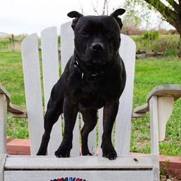 Staffordshire Bull Terriers from Volstock Staffordshire Bull Terriers