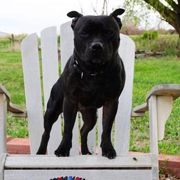 Staffordshire Bull Terriers from Volstock Staffordshire Bull Terriers