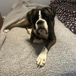 Boxer All Grown Up from Moonlitboxers