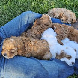Cavapoo Puppies from North Ranch Doodles