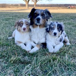 Australian Shepherd puppies from OR Aussies