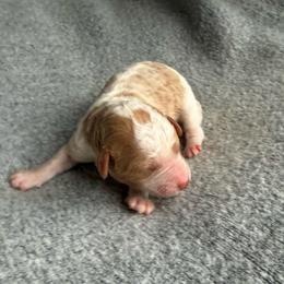 Girl 4 - Parti female Goldendoodle puppy in Jacksonville, Florida from Dandelion Doodles