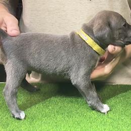 Yellow Collar M - Blue male Mountain Cur puppy in Georgetown, Ohio from Walnut Ridge Mountain Curs