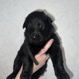 Loic - Black male German Shepherd puppy in Winterport, Maine from Vom Stevens Old Fashioned German Shepherds