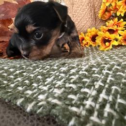 Lucy girl 2 - Black and tan female Yorkshire Terrier puppy in Hudson, Florida from MCM Acres