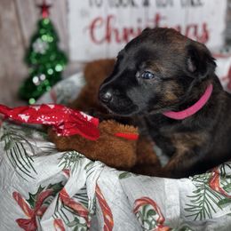Girl 3 - Black brindle female Dutch Shepherd puppy in Clarksville, Tennessee from Vuurhart Herders