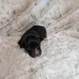 Zeus - Black tri male Miniature Australian Shepherd puppy in Bend, Oregon from Wonderland Aussies