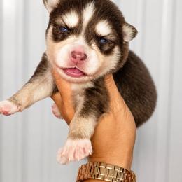 Morris - Chocolate male Pomsky puppy in Mc Callsburg, Iowa from SZ Rolling Acres LLC