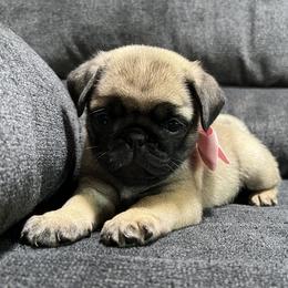 Cuteness - Fawn female Pug puppy in Augusta, Wisconsin from Maria Martin