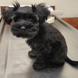 Miniature Schnauzer and Schnoodle Puppies from Behind the Beard Schnauzers