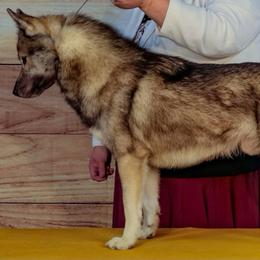 Aadi - Siberian Husky