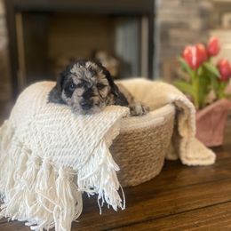 Goldendoodle Puppies from 2KC Doodles