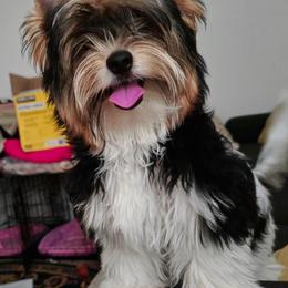 Vega - Black tan and white male Biewer Terrier puppy in Hillsboro, Oregon from Biewer Terriers by Rimba