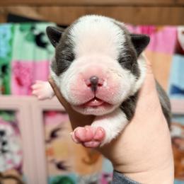 Reese - Blue male Boston Terrier puppy in Monroeton, Pennsylvania from Molly & Hailey’s Boston Terrier Pups