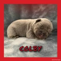 Colby - Blue male French Bulldog puppy in Watkinsville, Georgia from Ronghi's Wiggle Butt Frenchies