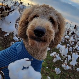 Goldendoodles from Tripple C Doodles