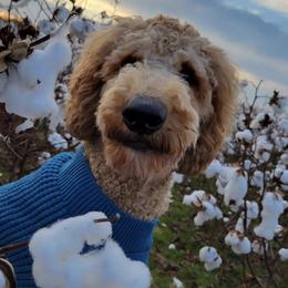 Goldendoodles from Tripple C Doodles