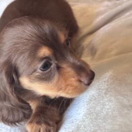 Margret AKC 3425 - Chocolate and tan female Dachshund puppy in San Angelo, Texas from Dachs on the Farm