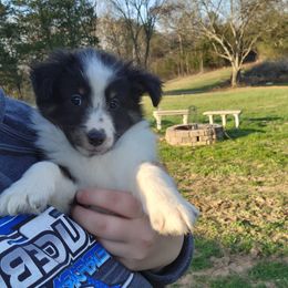 Shetland Sheepdog Puppies from DK'S Sassy River Shelties