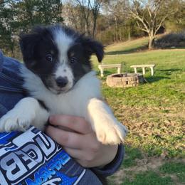 Shetland Sheepdog Puppies from DK'S Sassy River Shelties