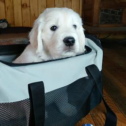 Golden Retriever Puppies from White Valley Goldens