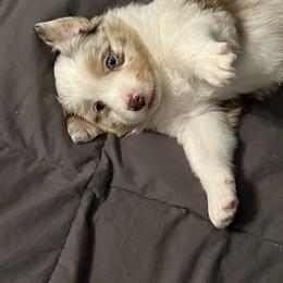 Australian Mountain Doodle and Miniature American Shepherd Puppies from Little Loves Farm