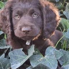 Boykin Spaniels from Birddog Boykins