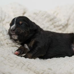 Stormy - female Australian Mountain Doodle puppy in Cortez, Colorado from Sassy Pants Pups