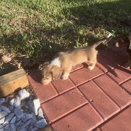 Dachshund Puppies from Irish Paws Dachshund Ranch 23 AKC Dachshunds