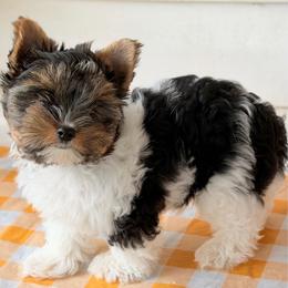 Pebbles -AKC 3750 - Black tan and white female Biewer Terrier puppy in Douglas, Georgia from Heartland small breeds