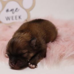 Tulip - Cream sable female Pomeranian puppy in Concord, California from Eelan’s Poms
