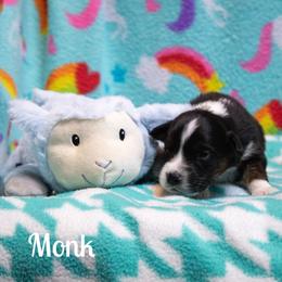 Monk - Black tri-color male Australian Shepherd puppy in Benton City, Washington from Eventide Australian Shepherds