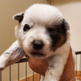Half mask with eye liner - Blue speckled male Australian Cattle Dog puppy in Lenoir, North Carolina from Blue Coyote Ranch