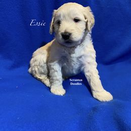 Goldendoodle Puppies from Scranton Goldendoodles